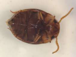 Image of Hydrovatus platycornis Young 1963