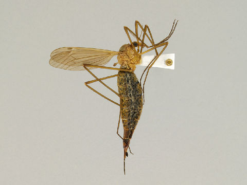 Image of Nigrotipula