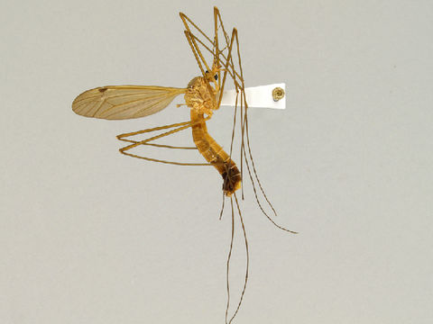 Image of Nigrotipula