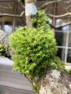 Image of orthotrichum moss