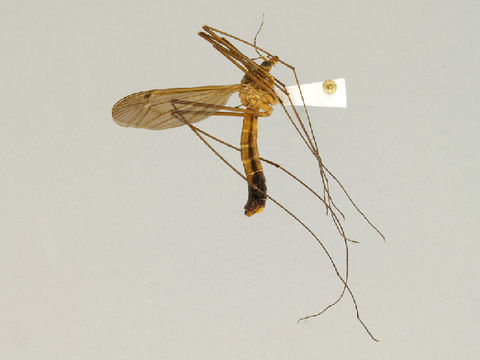 Image of Nigrotipula