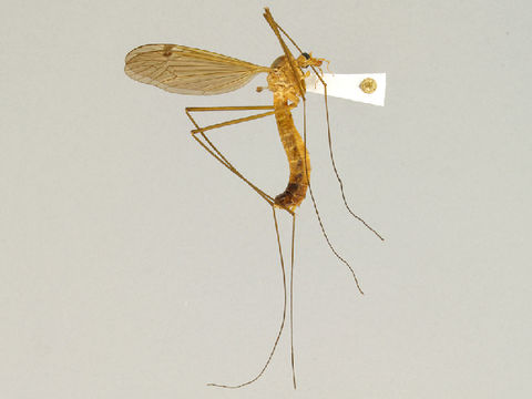 Image of Nigrotipula