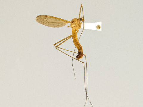 Image of Nigrotipula