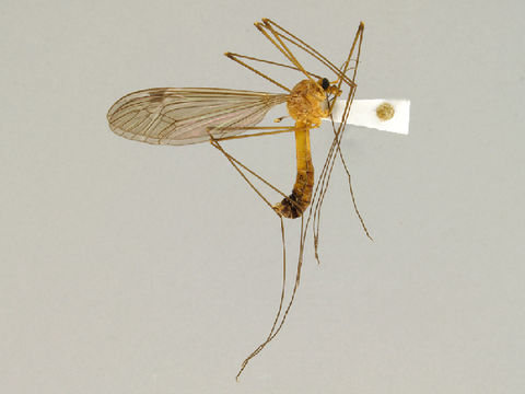 Image of Nigrotipula