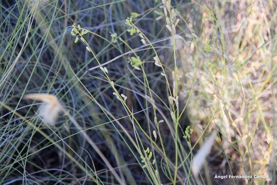 Слика од Reseda stricta Pers.