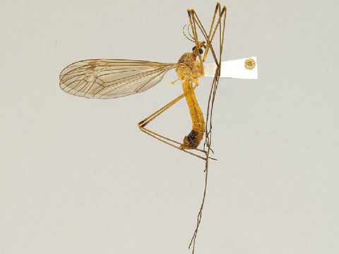 Image of Nigrotipula