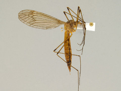 Image of Nigrotipula