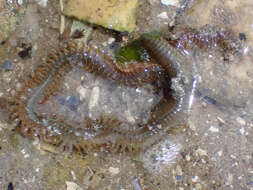 Image of Mussel worm