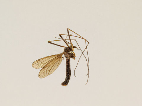 Image of Nigrotipula