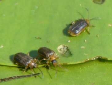 Image of Galerucella nymphaeae (Linnaeus 1758)