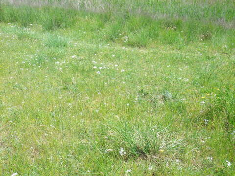 Imagem de Ornithogalum orthophyllum subsp. kochii (Parl.) Zahar.