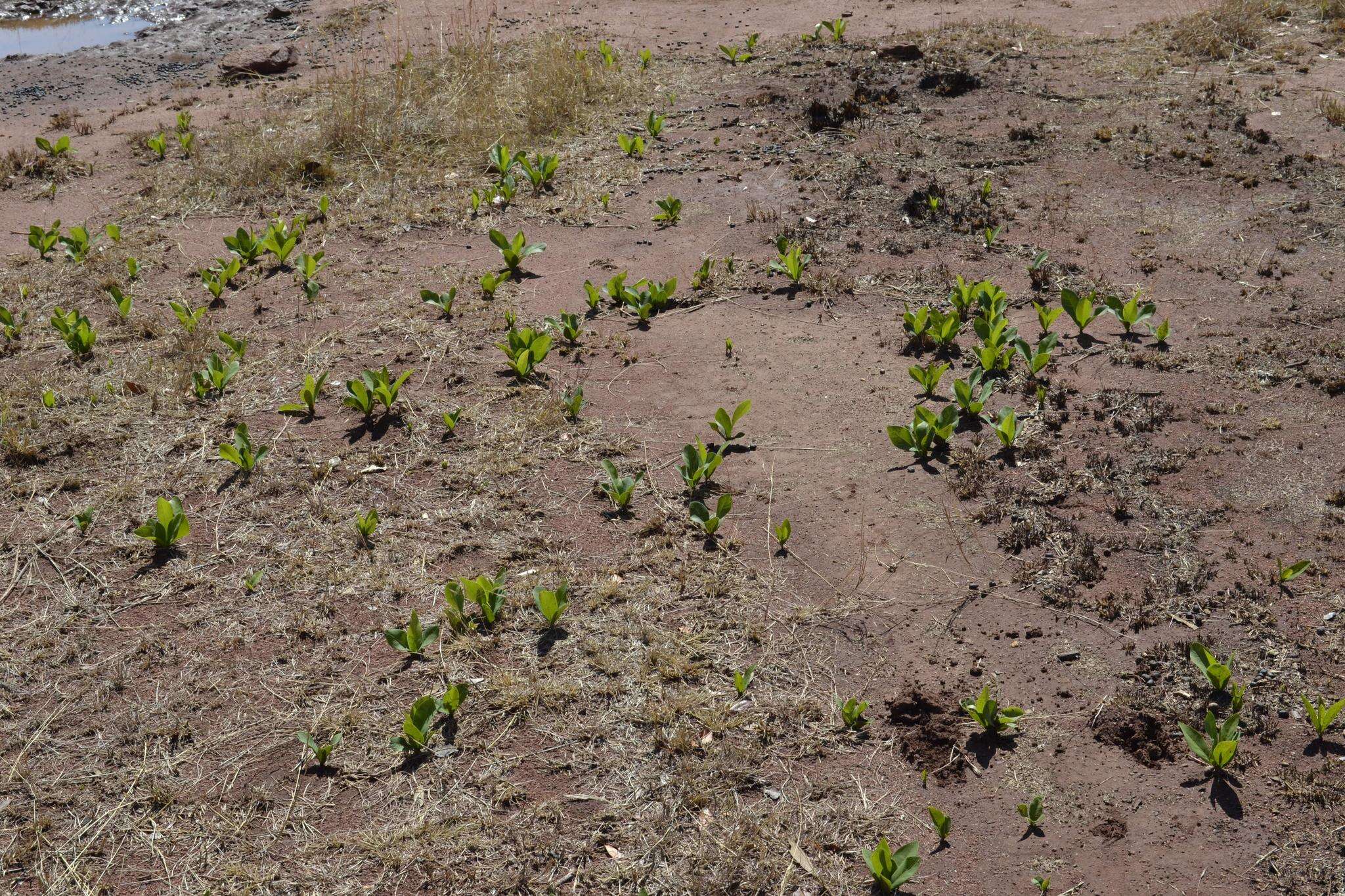 Image of Dichapetalum cymosum (Hook.) Engl.