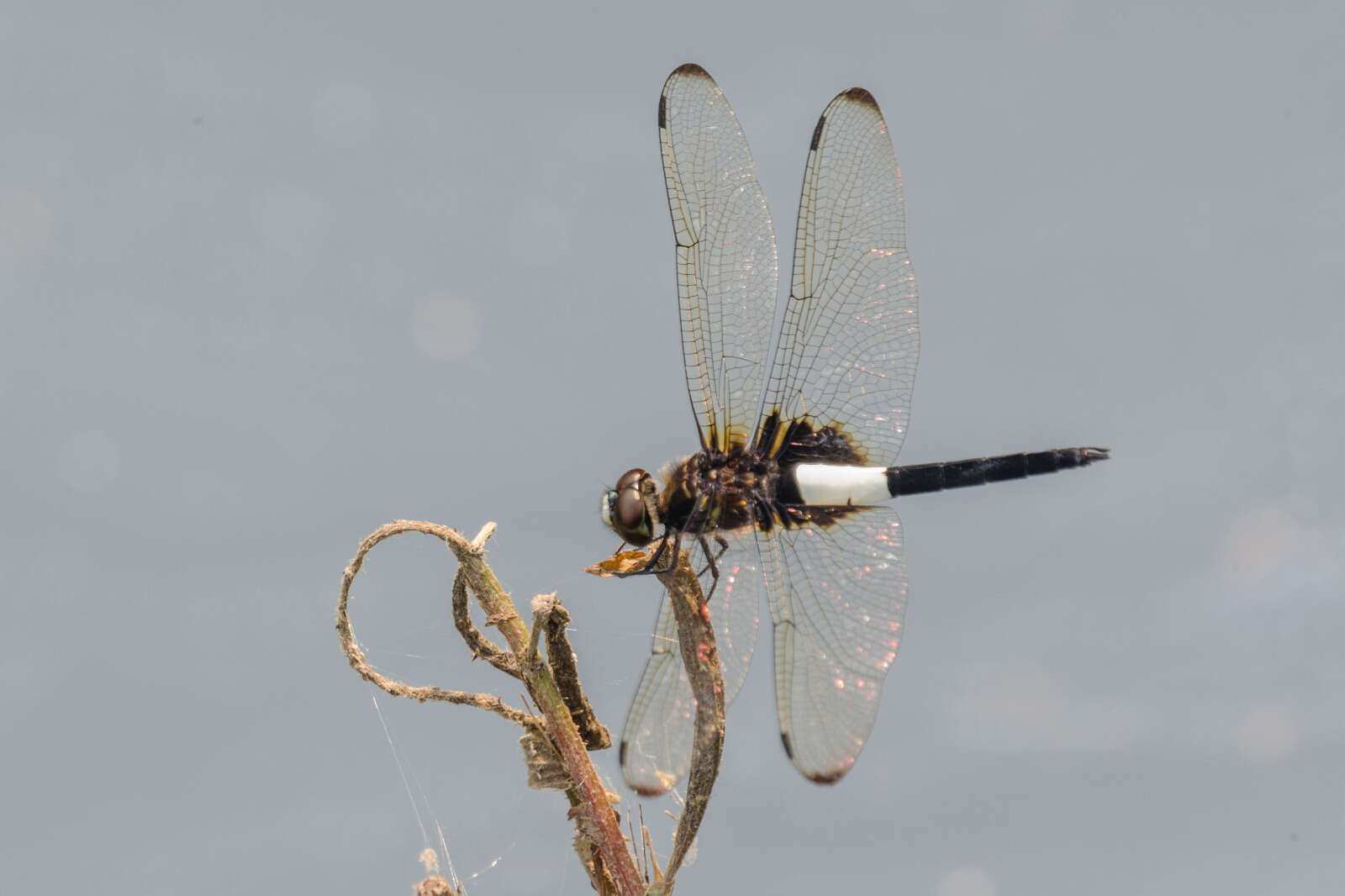 Imagem de Pseudothemis zonata (Burmeister 1839)