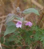 Plancia ëd Clinopodium graveolens subsp. rotundifolium (Pers.) Govaerts