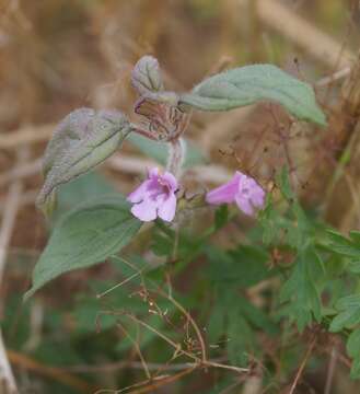 Sivun Clinopodium graveolens subsp. rotundifolium (Pers.) Govaerts kuva