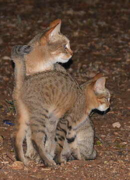 Image of African Wildcat