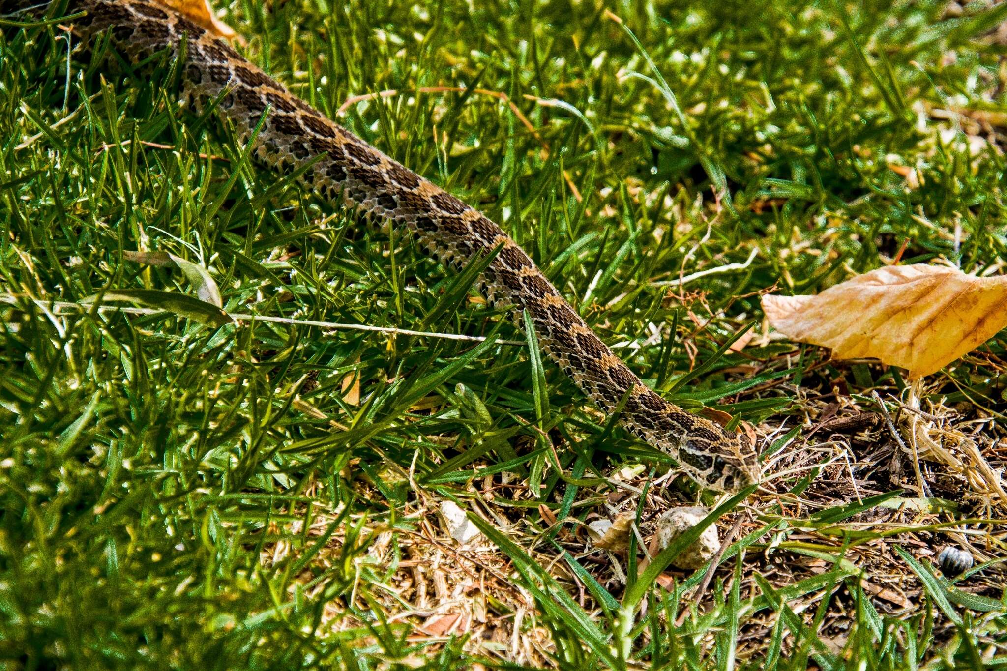 Image of Mexican Lancehead Rattlesnake