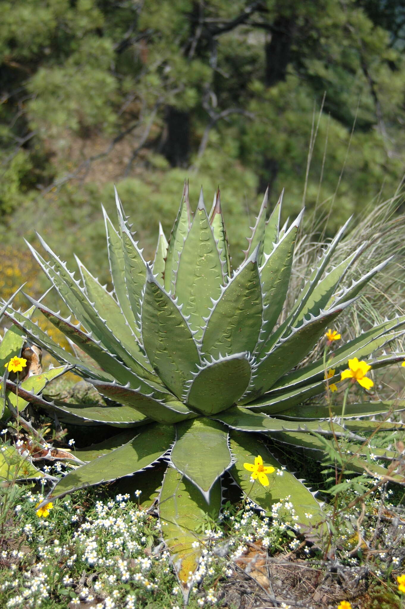 Agave horrida Lem. ex Jacobi resmi