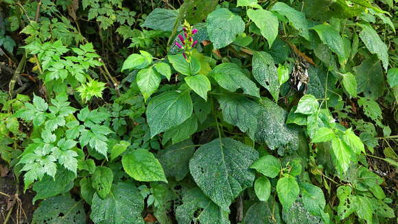 Image of Salvia nervata M. Martens & Galeotti