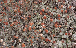 Image of seaside buckwheat