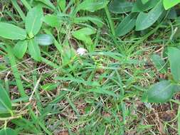 Image of Freesia laxa subsp. azurea (Goldblatt & Hutchings) Goldblatt & J. C. Manning