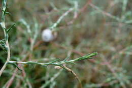 Image of Petrosimonia triandra (Pall.) Simonkai