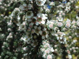 Sivun Leptospermum lanigerum (Ait.) Sm. kuva