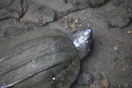Image of Mexican Giant Musk Turtle
