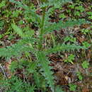 Image of Cirsium acrolepis (Petr.) G. B. Ownbey