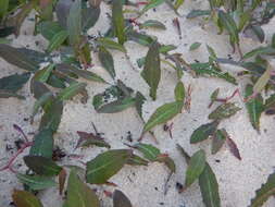 Image de Aetheorhiza bulbosa subsp. bulbosa