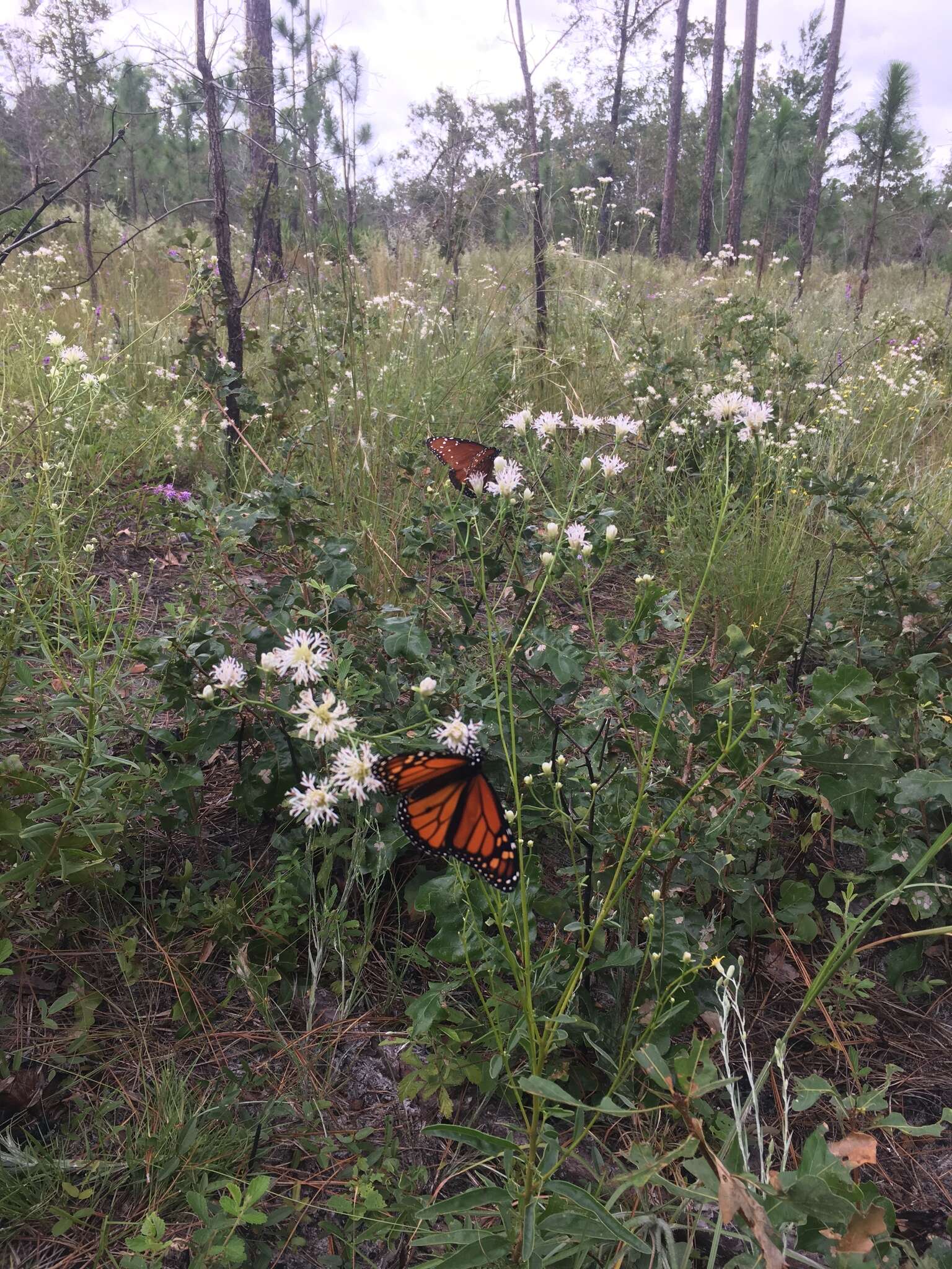 Image of coastal plain palafox