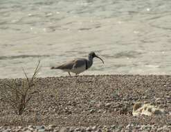 Image of ibisbills