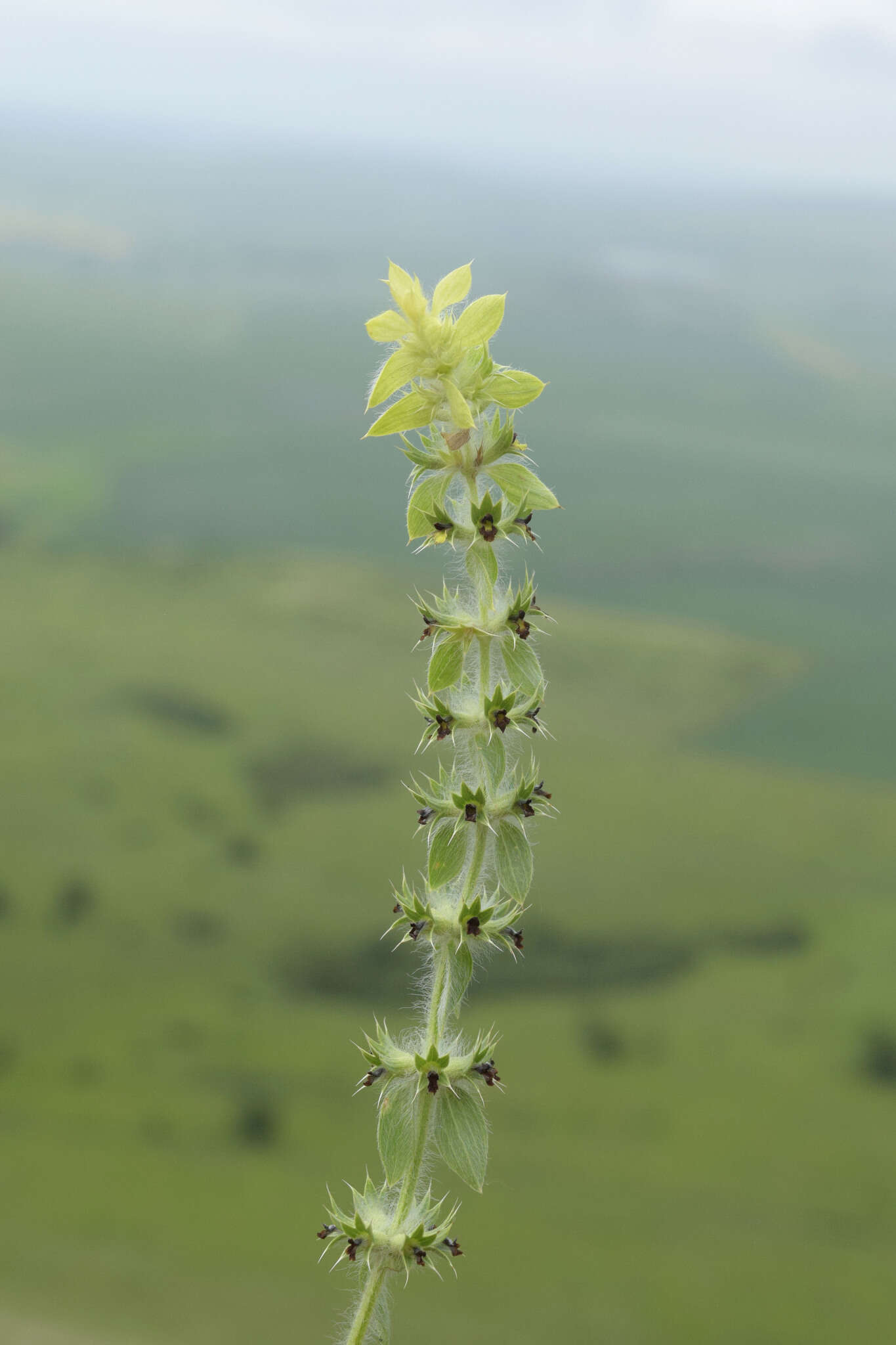 Image of Sideritis montana subsp. montana