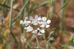 Image of Lisaea strigosa (Banks & Sol.) Eig