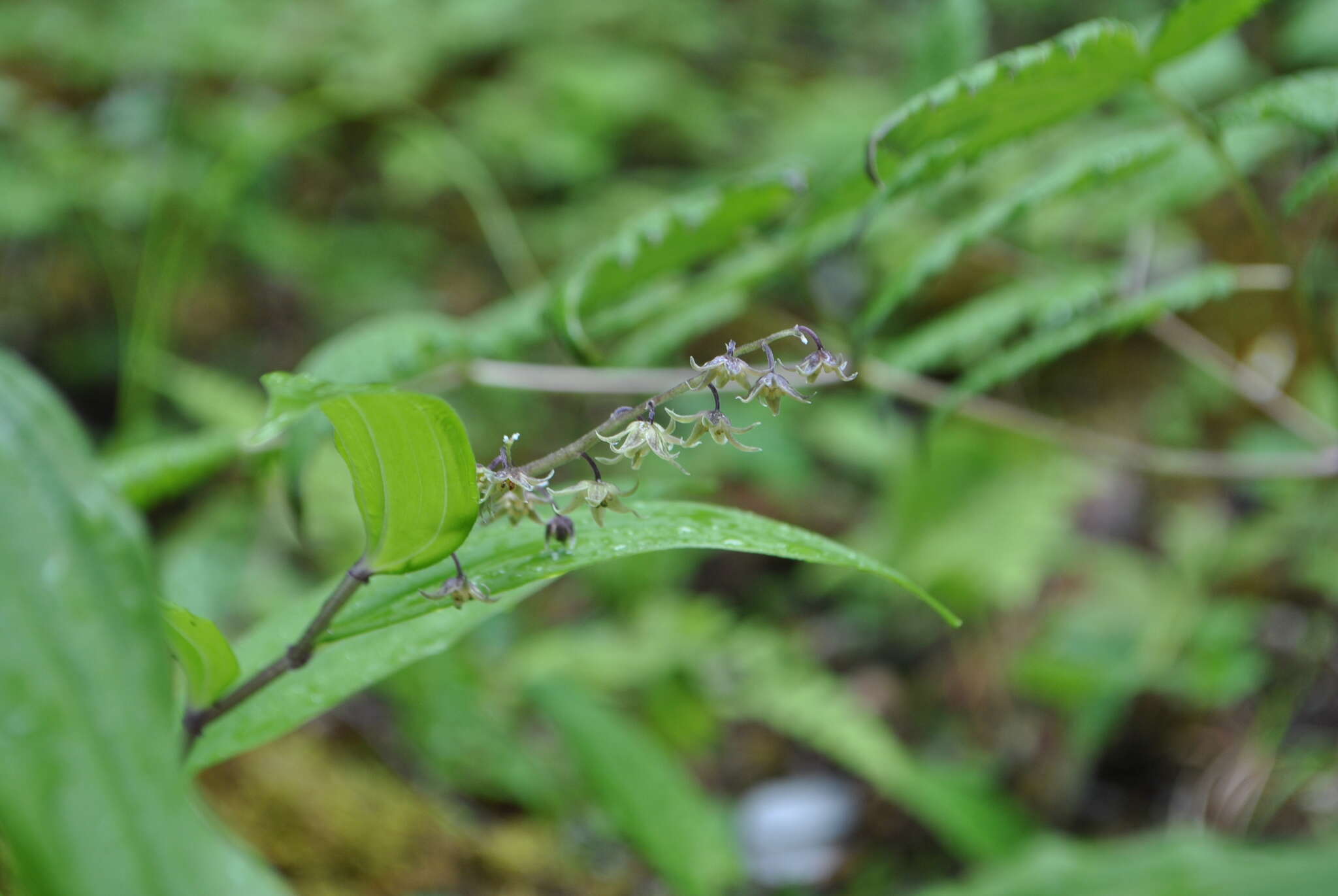 Image of Maianthemum tatsienense (Franch.) La Frankie