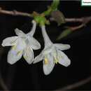 Image of Lonicera elisae Franch.