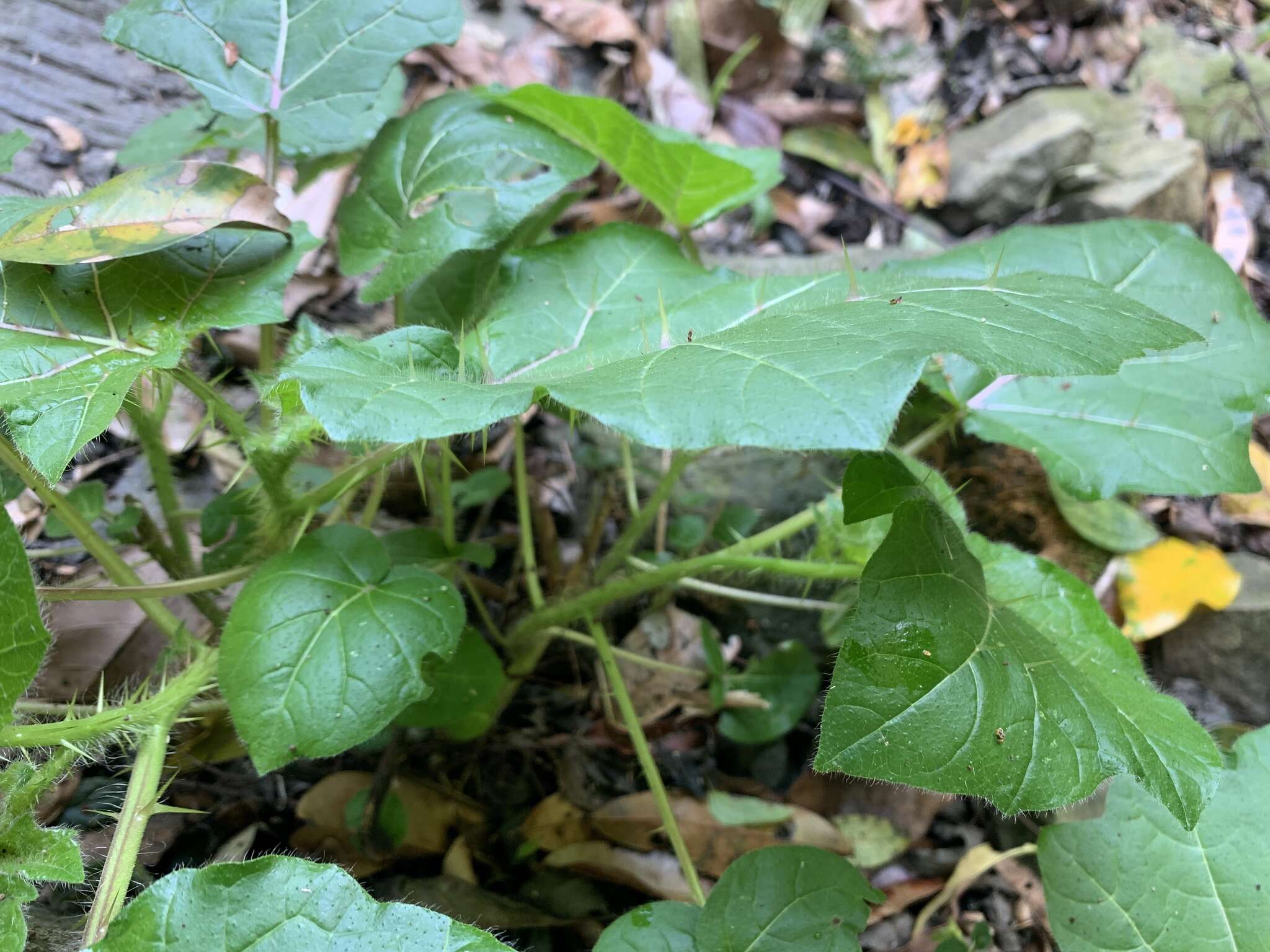 Imagem de Solanum capsicoides Allioni