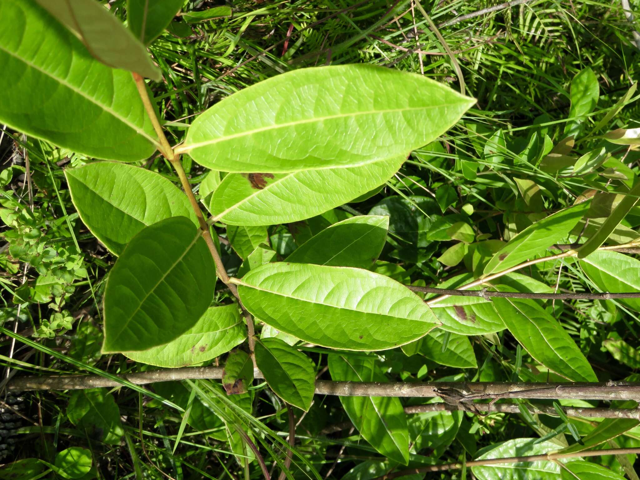 Imagem de Persea palustris Sarg.