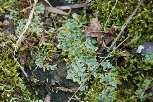 Image of Riccia bifurca Hoffm.