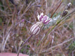 Image of Silene magellanica (Desr.) Bocquet