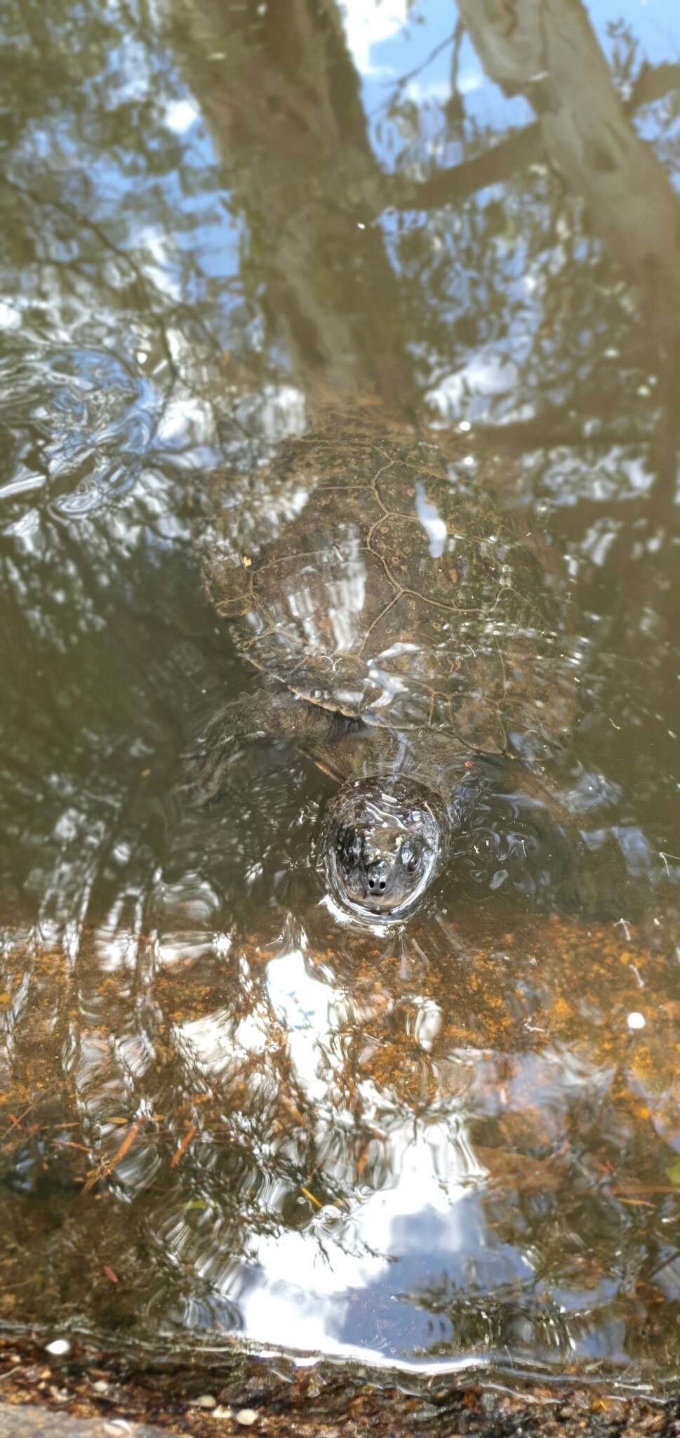 Image of Western Sawshelled Turtle
