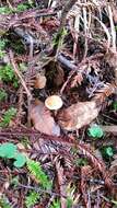 Image of Galerina marginata (Batsch) Kühner 1935