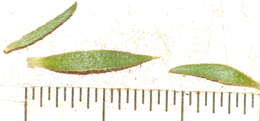 Image of Muraltia alopecuroides (L.) DC.