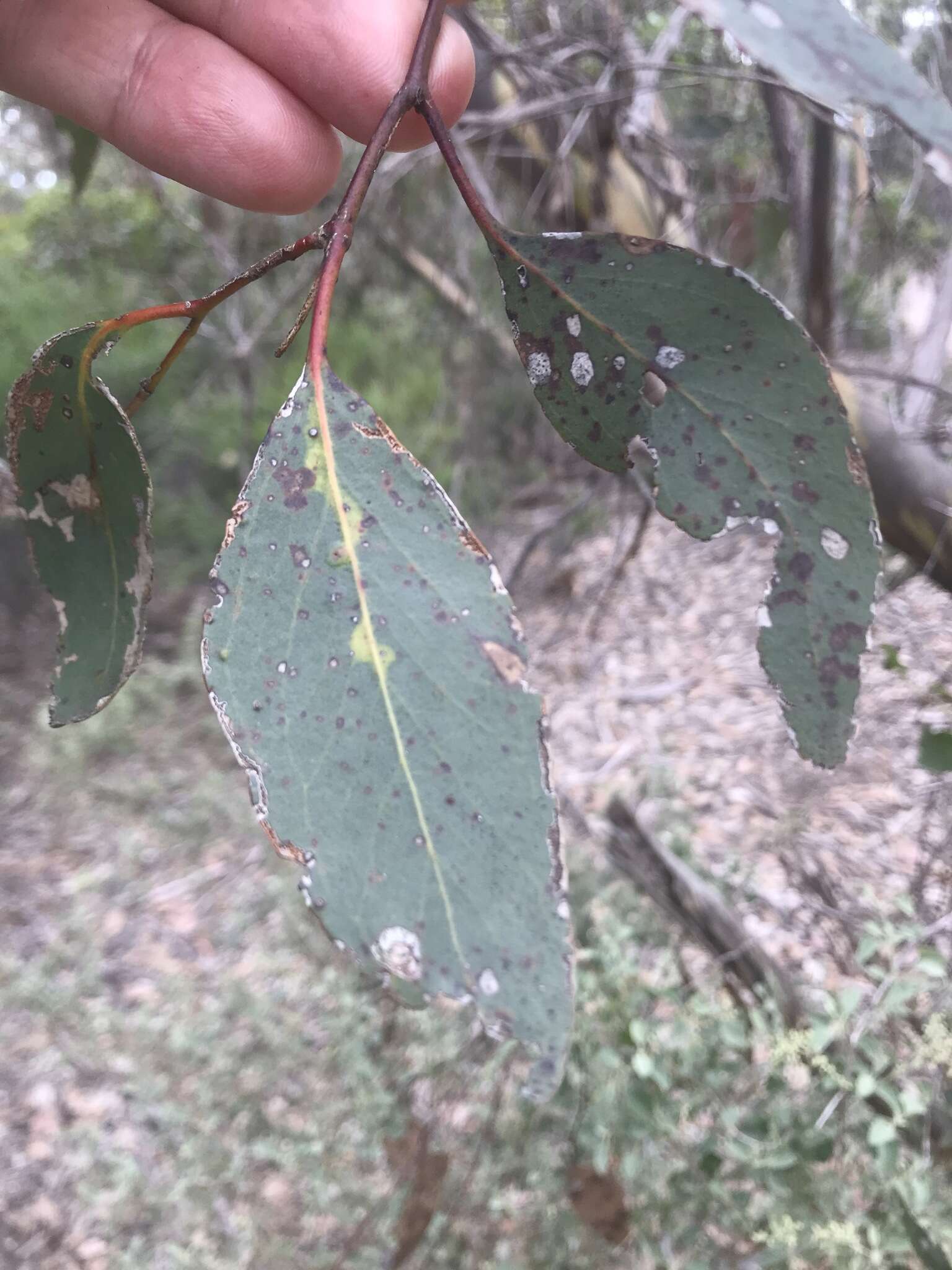 Слика од Eucalyptus behriana F. Müll.