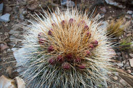 Imagem de Echinopsis tarijensis (Vaupel) H. Friedrich & G. D. Rowley