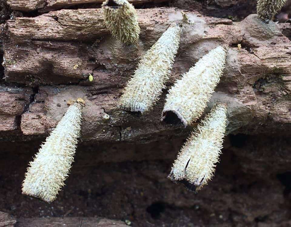 Image of Cyathus helenae H. J. Brodie 1966