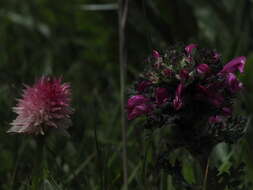 Слика од Gymnadenia corneliana (Beauverd) Teppner & E. Klein