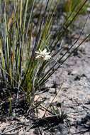 Image de Helichrysum pumilum Hook. fil.