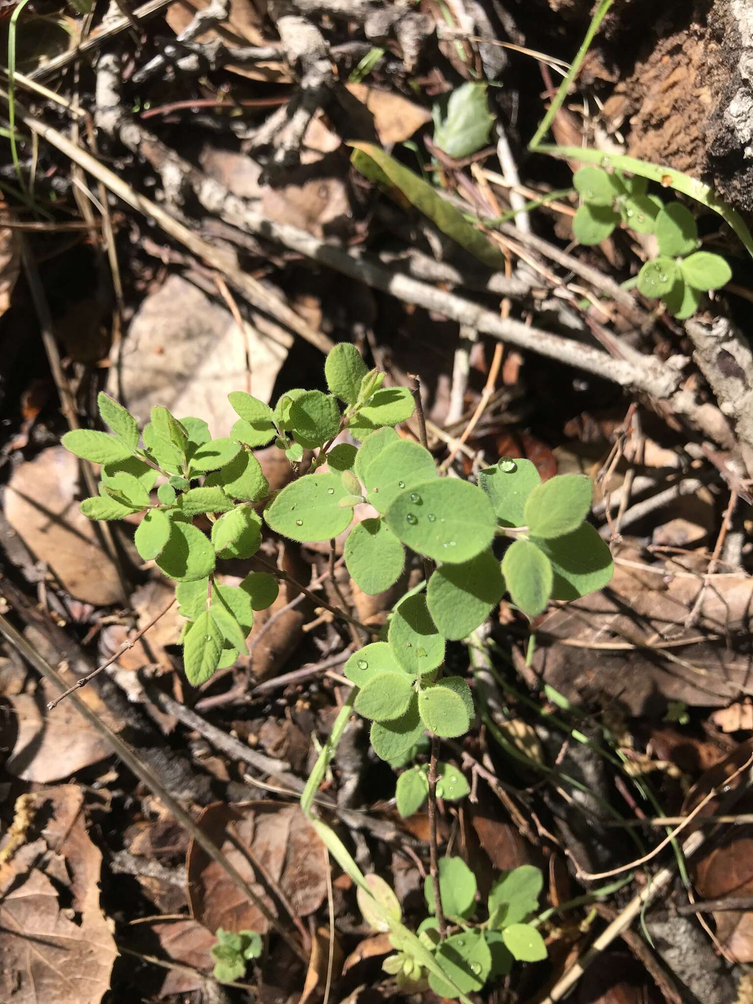 Image of creeping snowberry