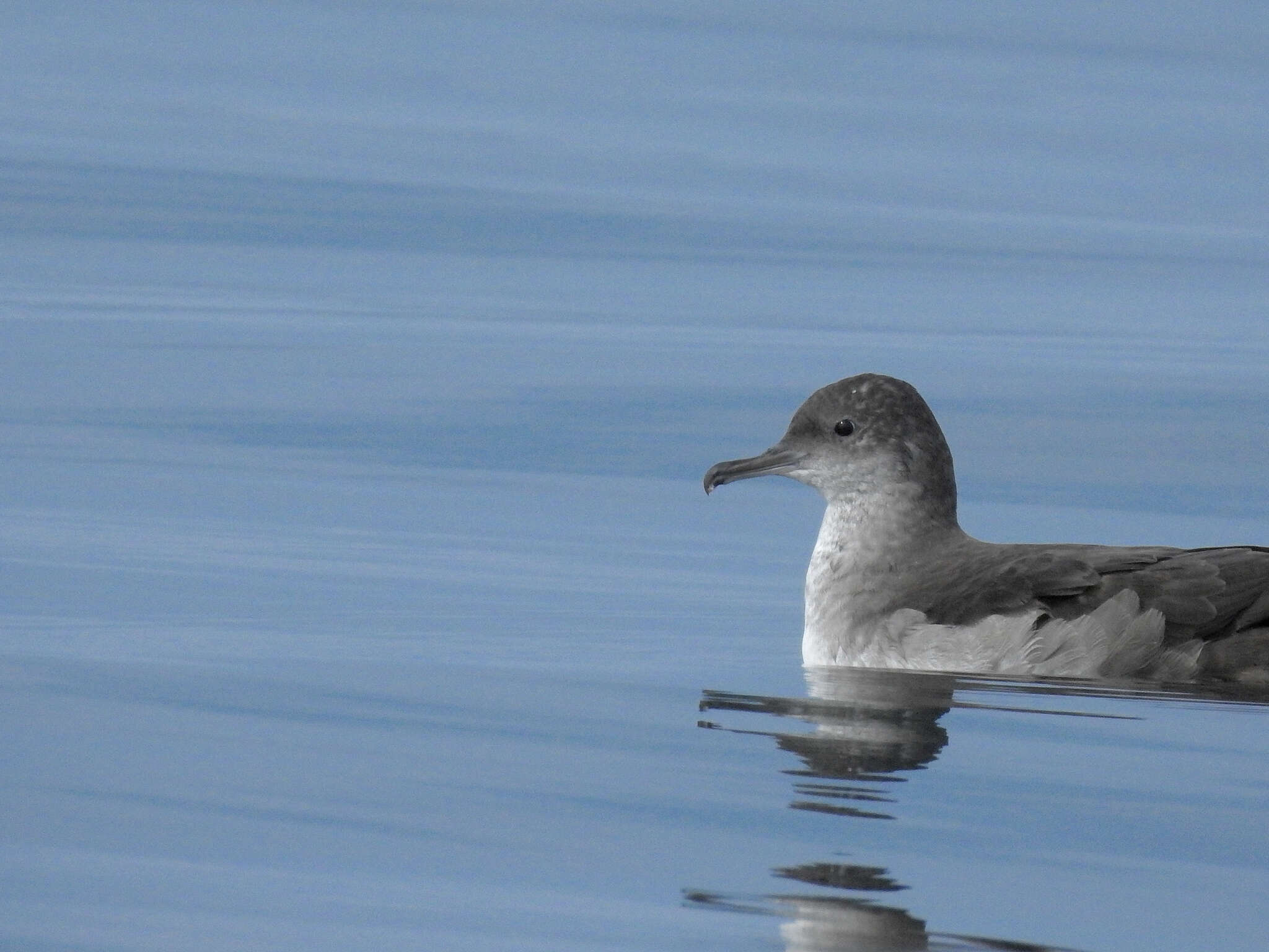 Image of Balearic Shearwater